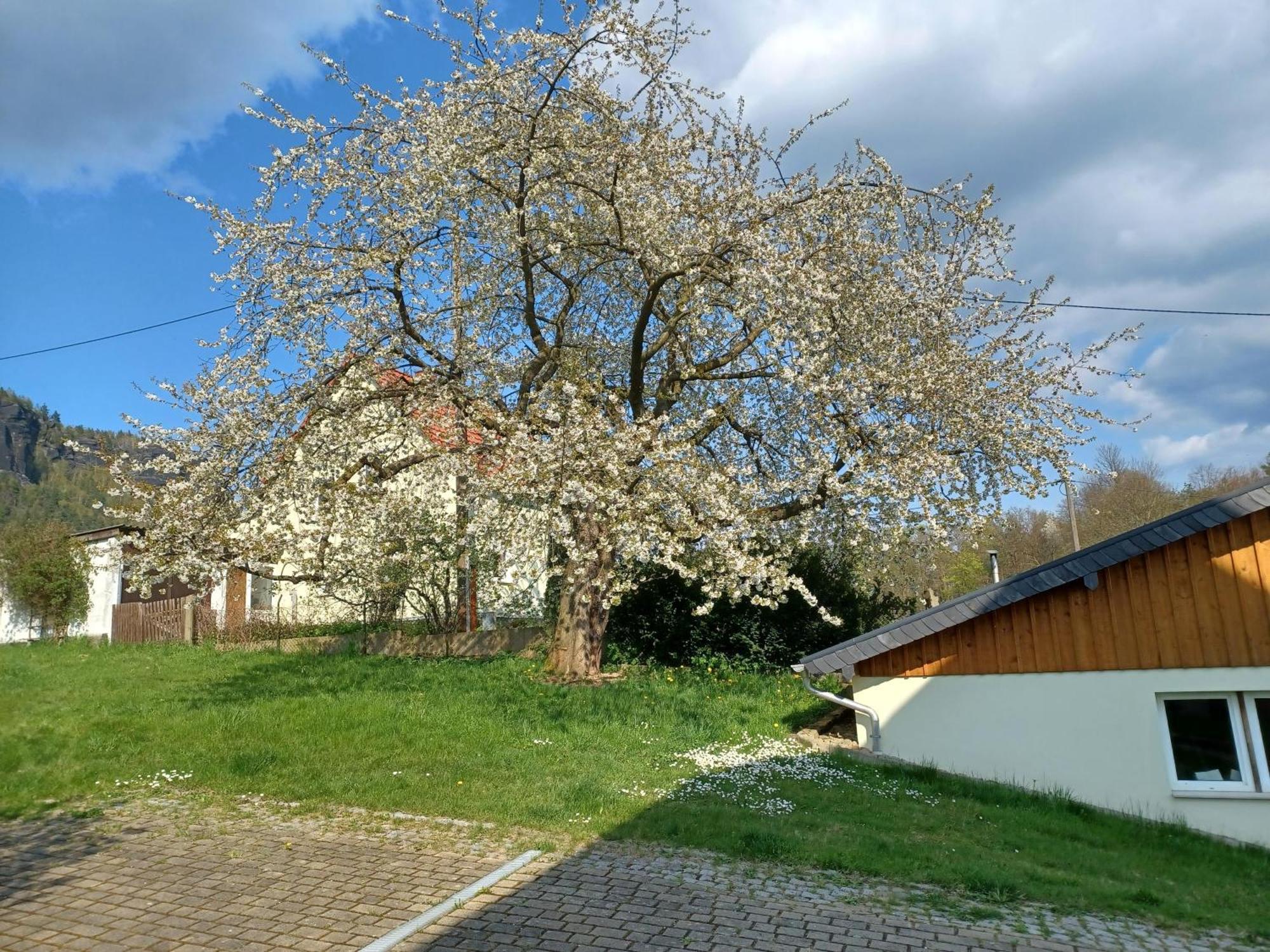 Schoenfelder * Konigstein an der Elbe